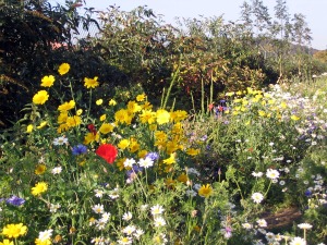 Flowers on the hedgerow